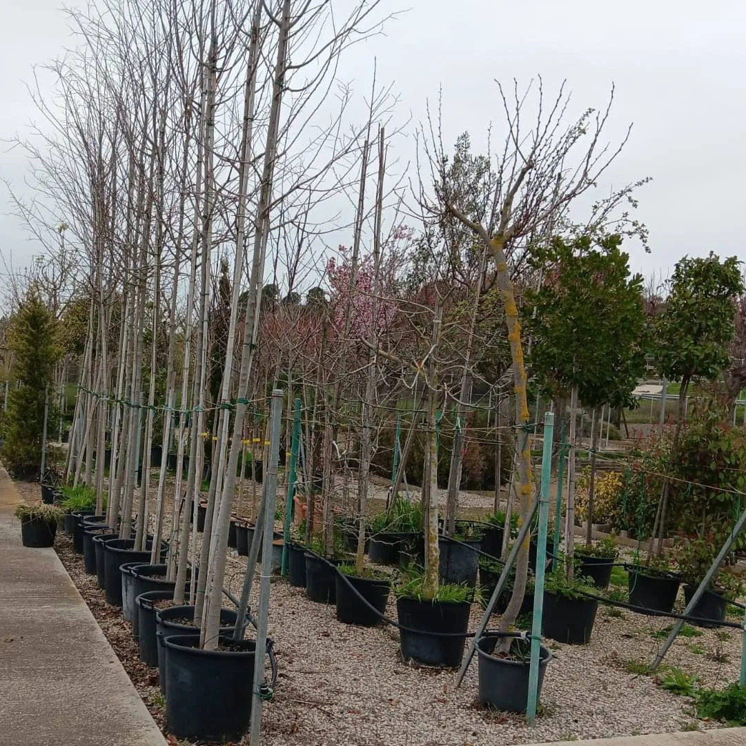 Arbres de sombra