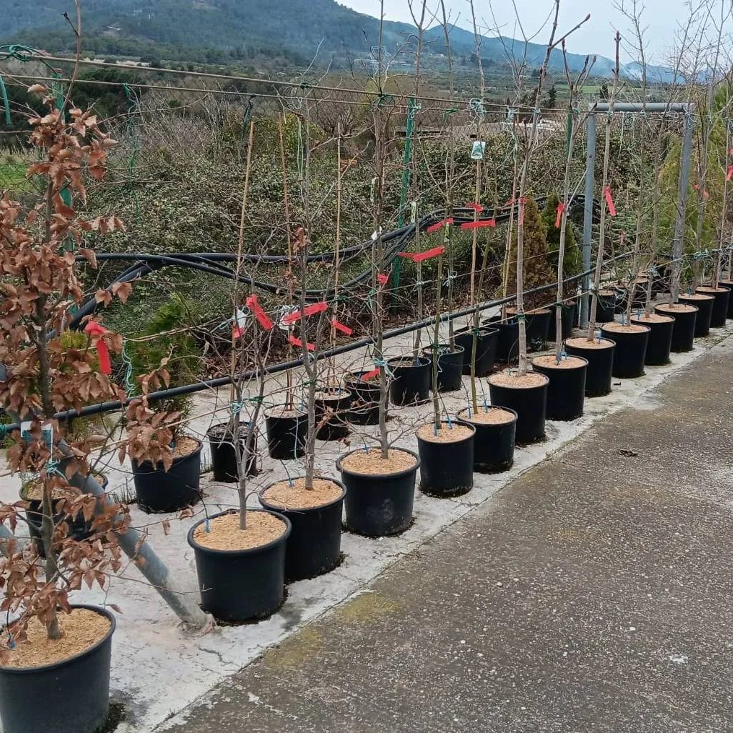 Arbres de sombra mida petita