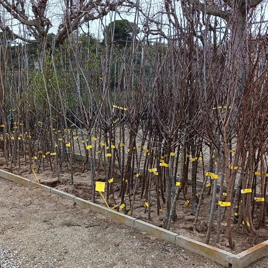 Arbres fruiters amb arrel