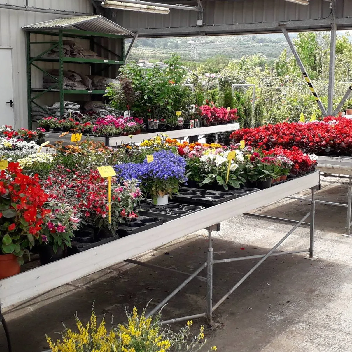 Plantes a les taules