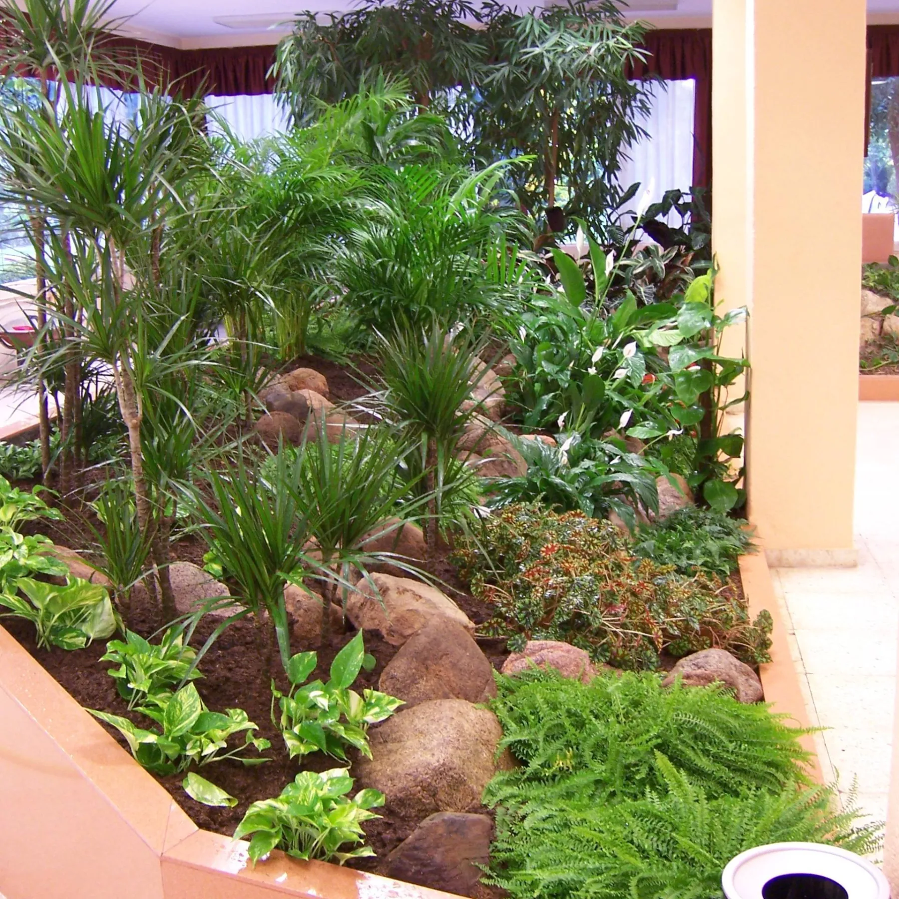 Plantes de interior